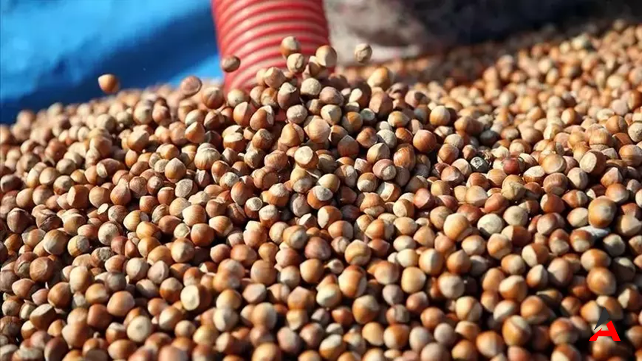 2024-2025 Fındık İhracat Sezonunda 300 Bin Ton Hedefi: KFMİB’den İddialı Açıklamalar