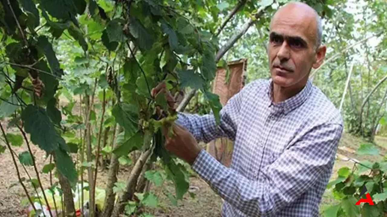 Giresun Ziraat Odası’ndan Fındık Rekoltesi Tahmini: Gerçekler Açıklandı