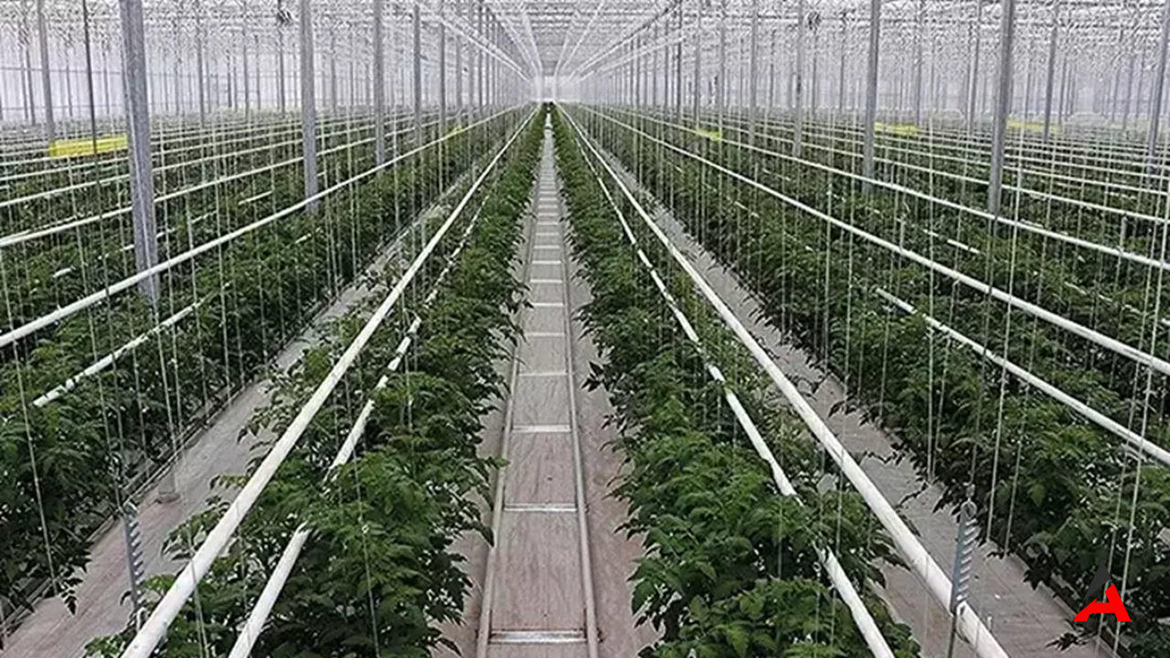 Manisa Kula’da Kimyasal Facia: Sera Temizliğinde Zehirlenen 28 İşçi Hastaneye Koştu!