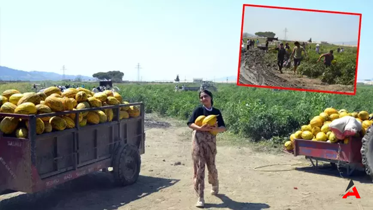 Manisa Salihli’de 600 Ton Kavun ve Karpuz Ücretsiz Dağıtıldı: Vatandaşlar Tarlaya Akın Etti