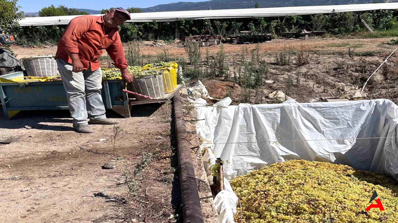 Manisa’da Sumalık Üzüm Fiyatlarında Büyük Artış: Üreticilerin Yüzü Güldü!