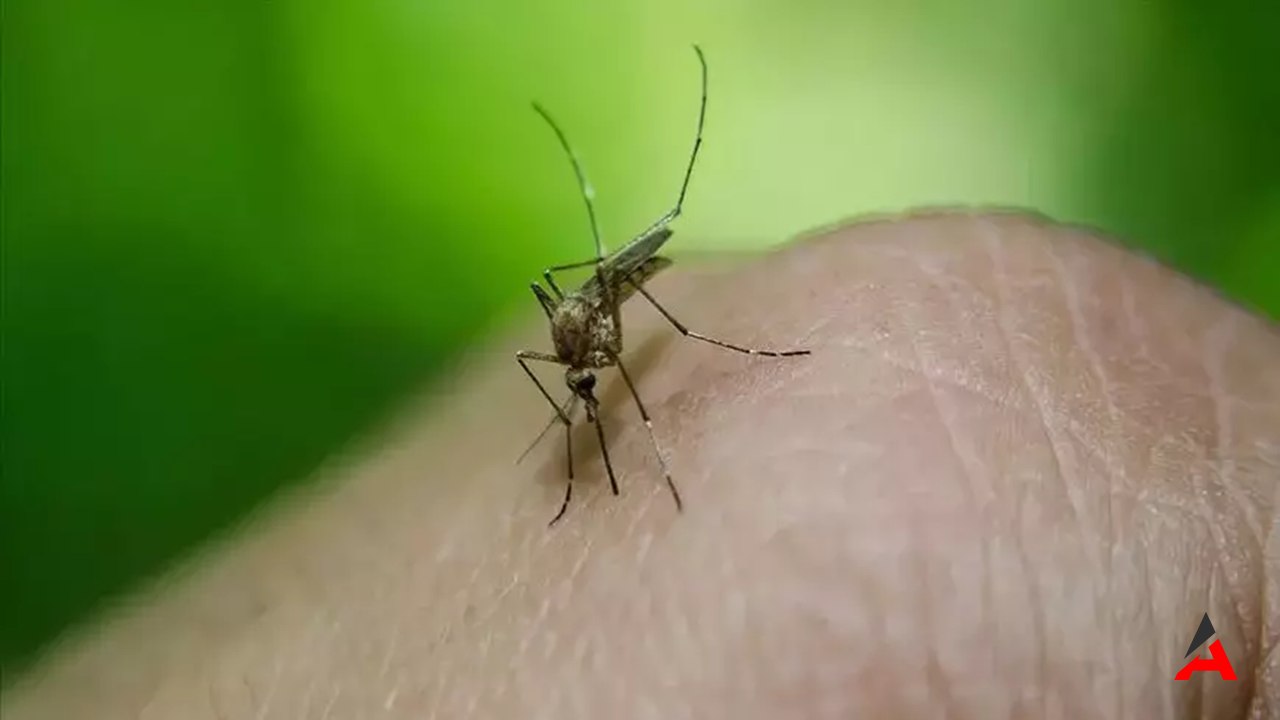 Sağlık Bakanlığı’ndan Uyarı: Türkiye’de Batı Nil Virüsü Vakaları Artıyor!