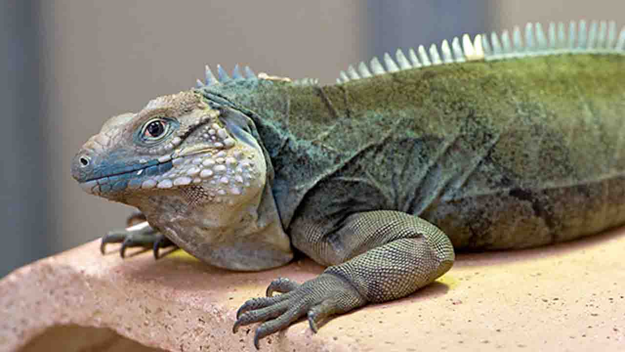 Evcil İguana Bakımı İçin Uygun Ortam Nasıl Olmalı?