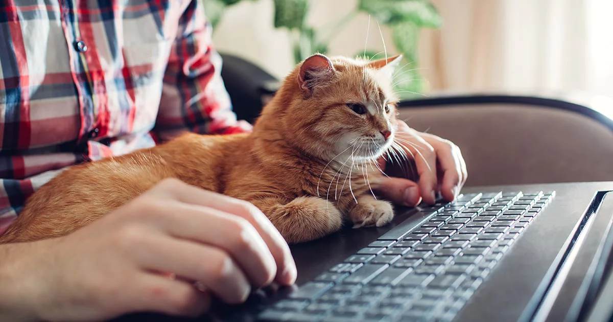 Evde Bakılabilecek Popüler Kedi Irkları ve Temel Özellikleri