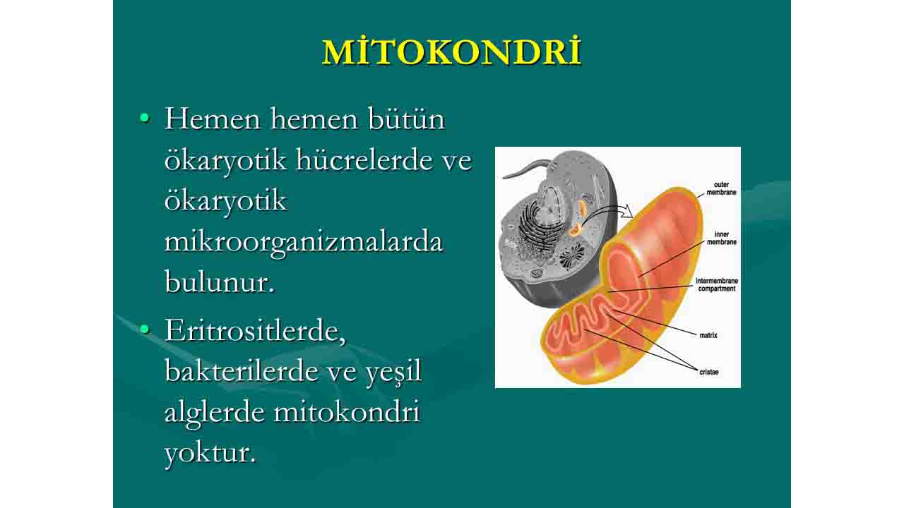 Mitokondriler Hakkında Bilinmeyenler: Hücrelerimizin Enerji Kaynağı